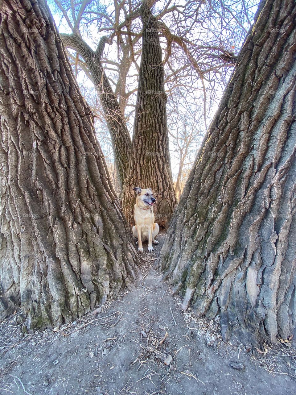 Dog surrounded by trees