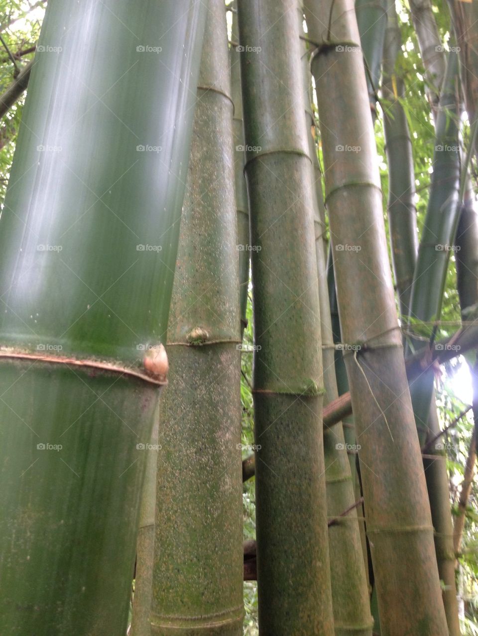 Bamboo