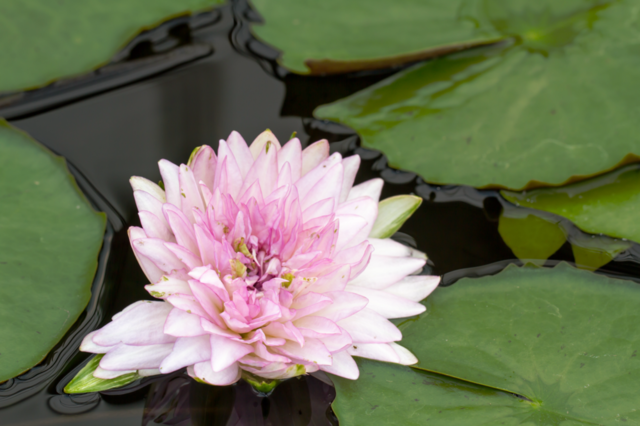 green flower water leaf by sonchai