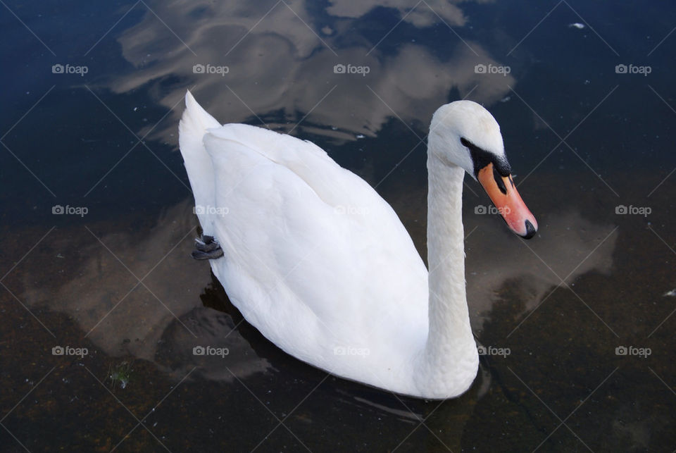 white lake swan by megas