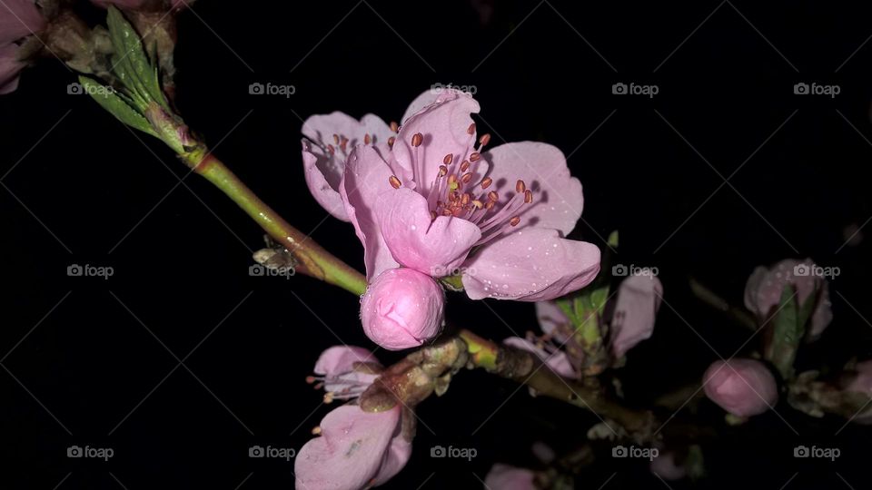 Branch of a blossoming peach.