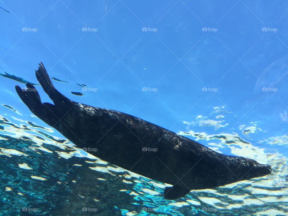 Underwater, No Person, Water, Swimming, Wildlife