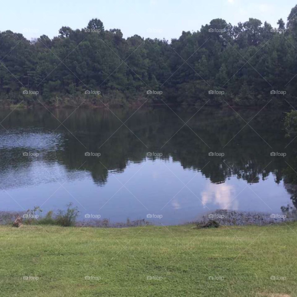 No Swim Zone: Alligator Pond