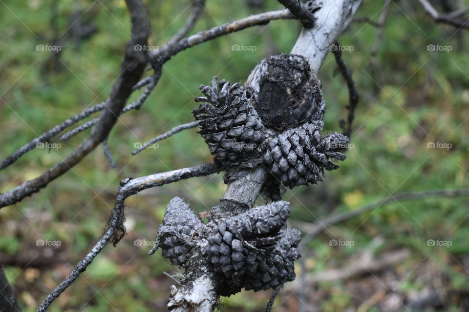 Dead branches 