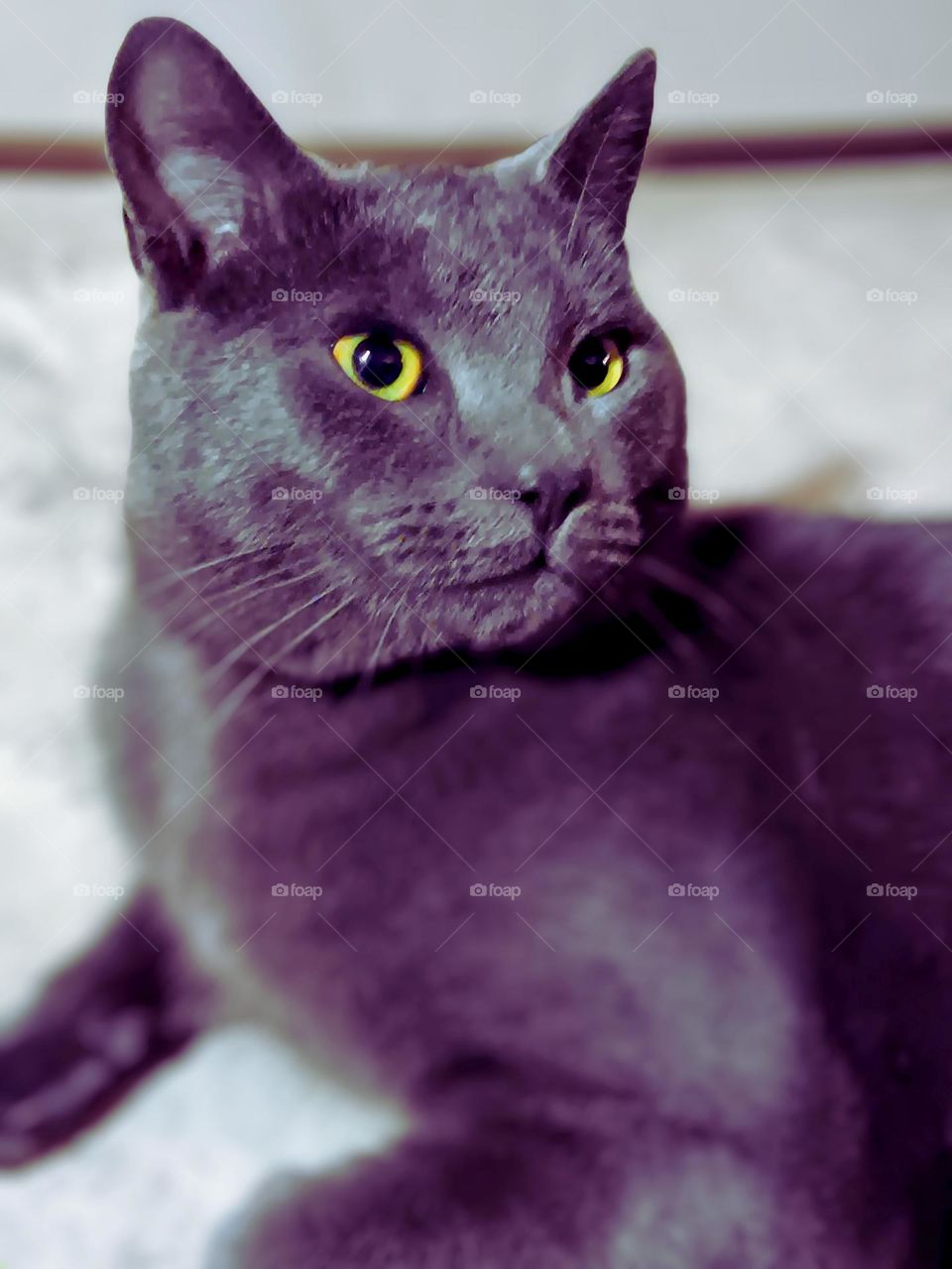 cat in sun looking at me