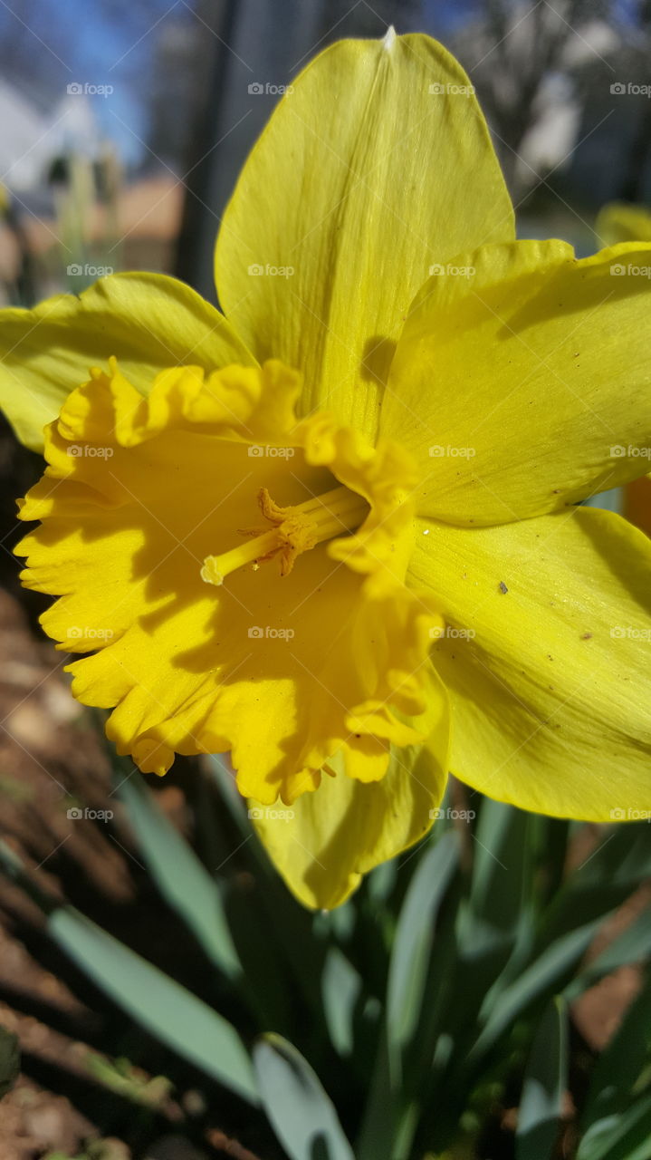 Nature, Flower, No Person, Daffodil, Easter