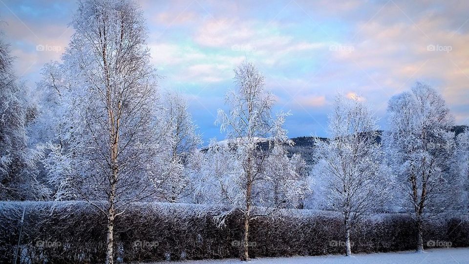 Scenic view of nature