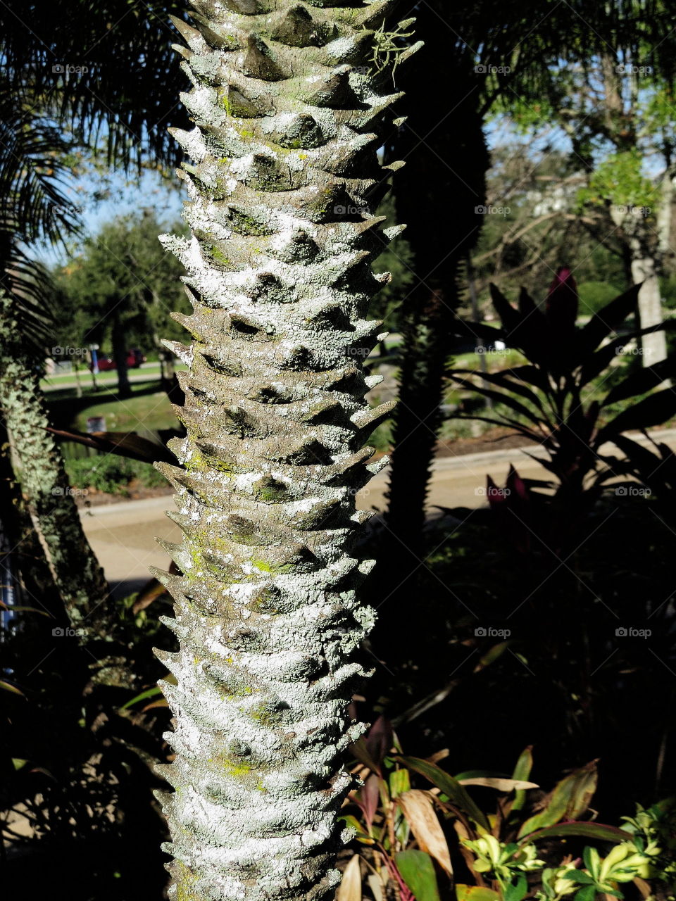 Palm tree trunk