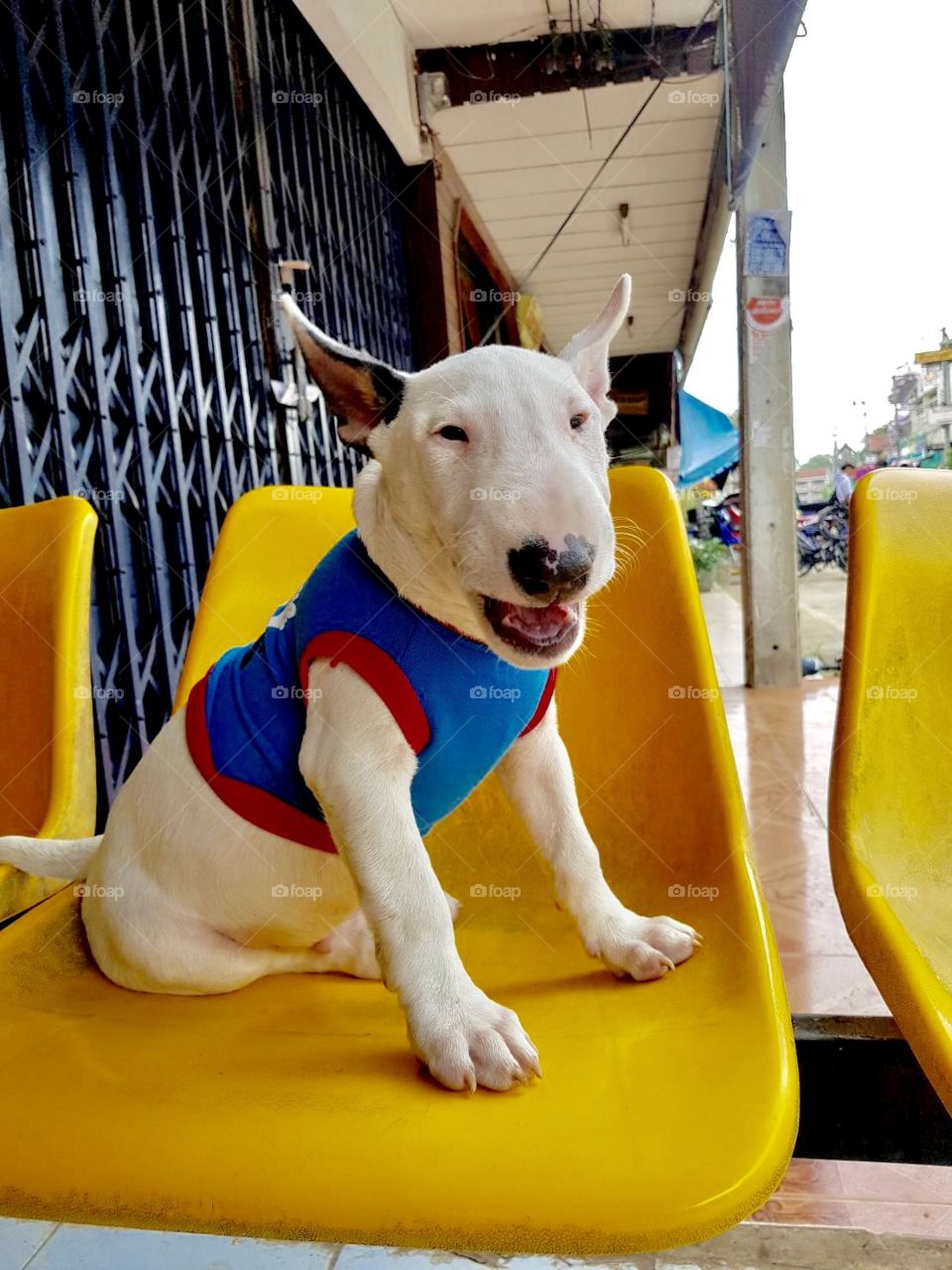 This is my bull terrier's name "Chopper"