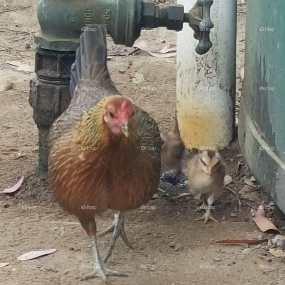 chicken with chicks after drinkjjng water
