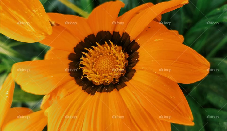Nice Closeup Flower