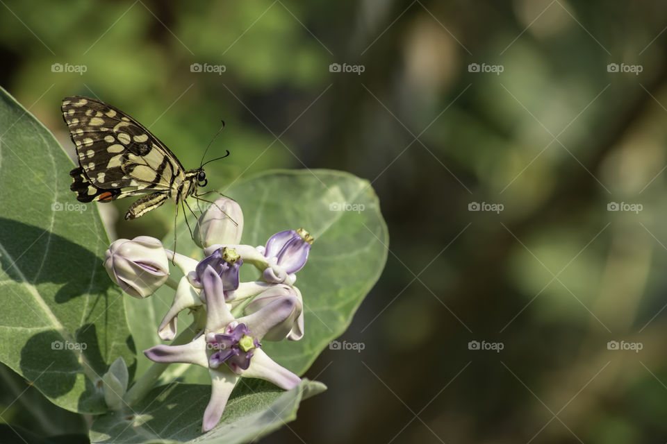 Brown Butterfly On Calotropisi n the garden.