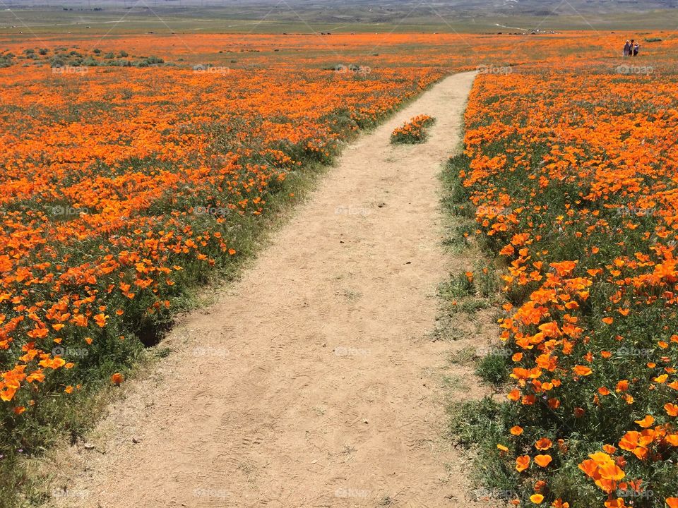 Antelope Valley Poppy Reserve during a super bloom 