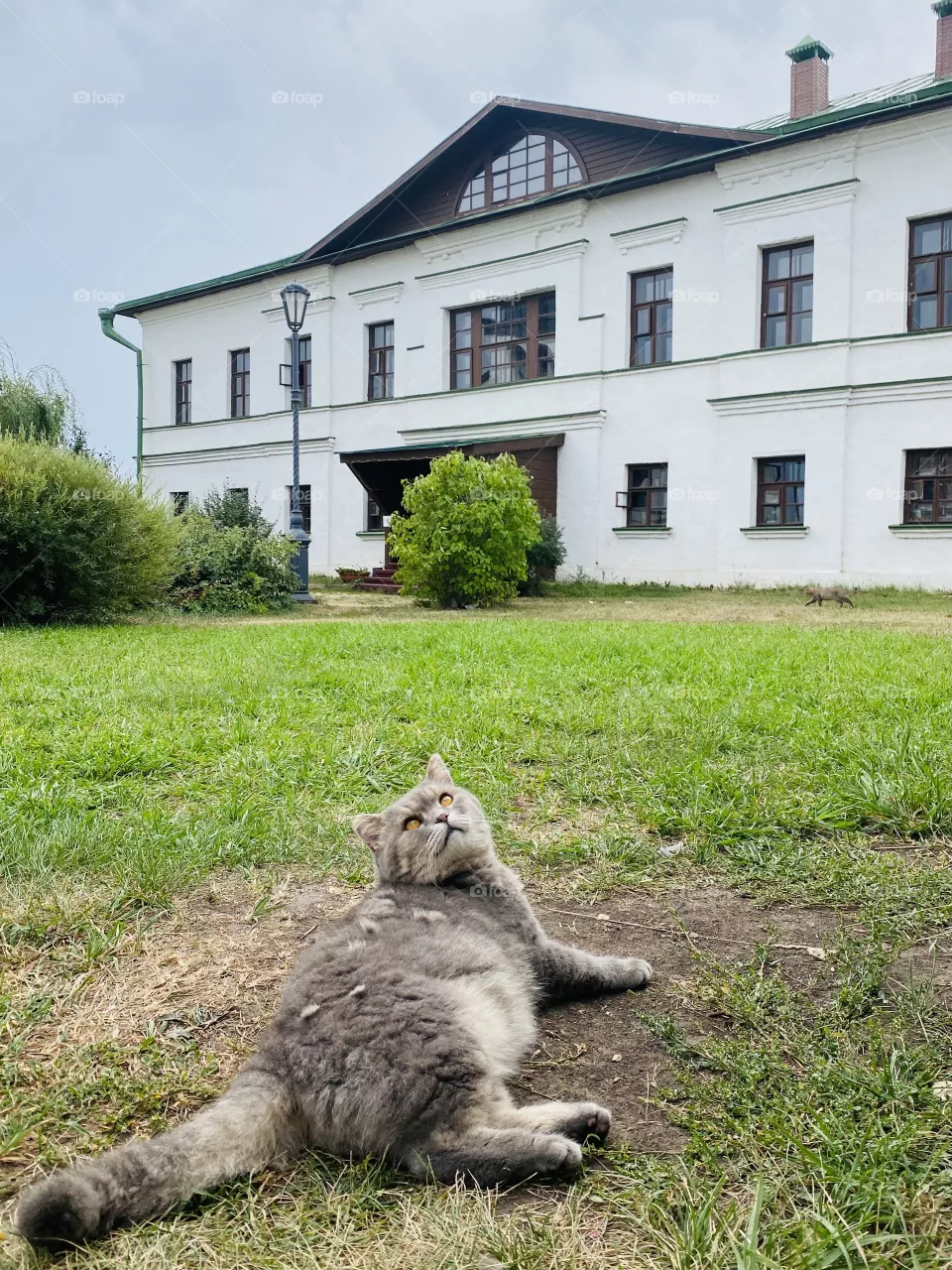 Ленивый кот