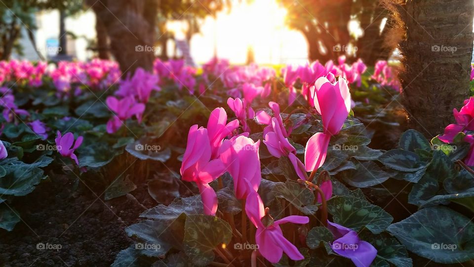 Cyclamen flowers and sunrise in Cannes, France.