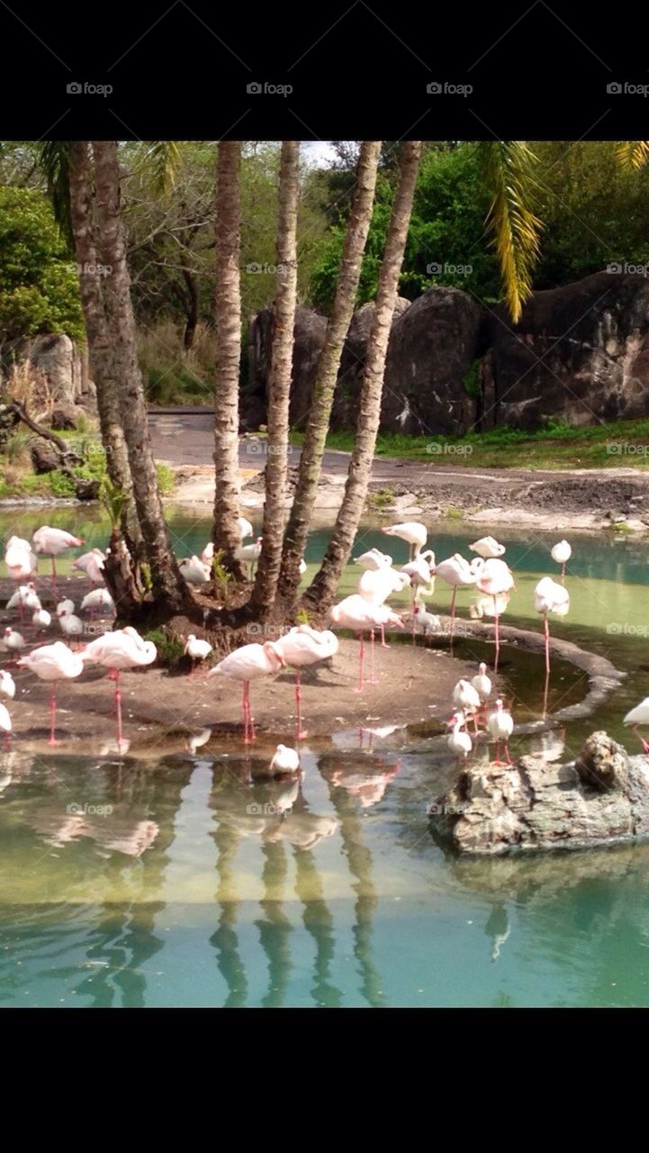 Flock of Flamingoes 