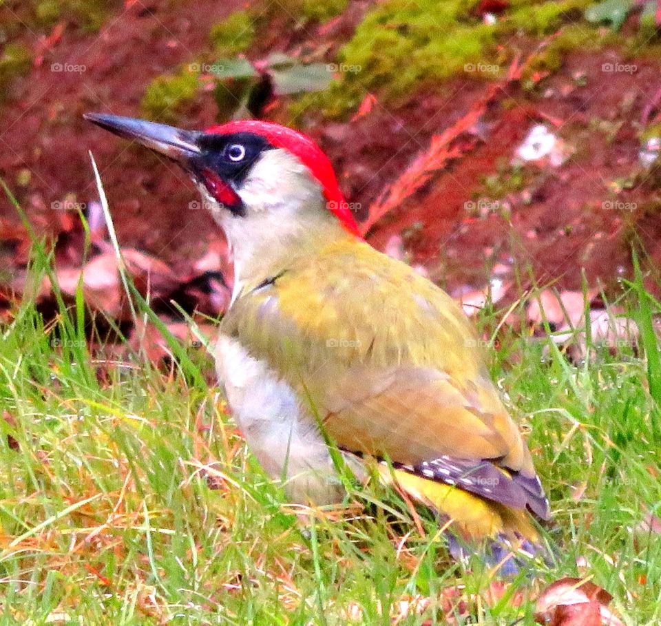 Close-up of woodpecker