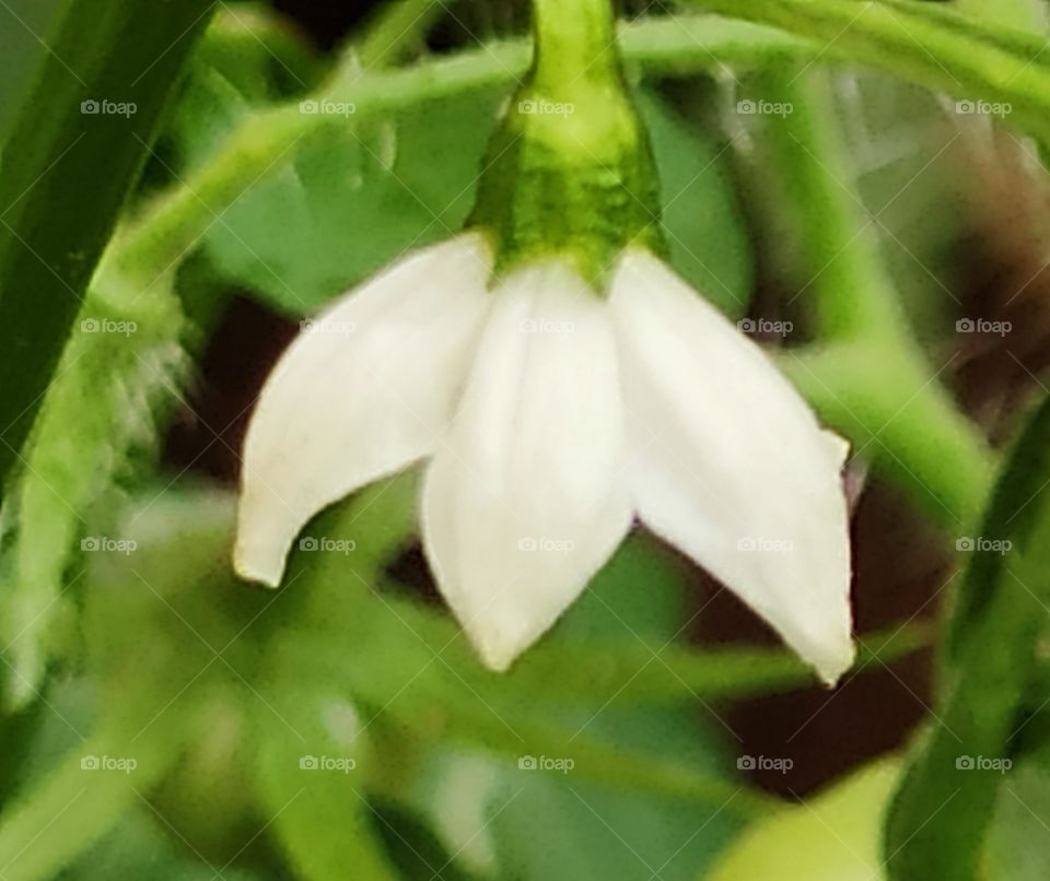 Bright white color flower of chillies which spice up the cookings