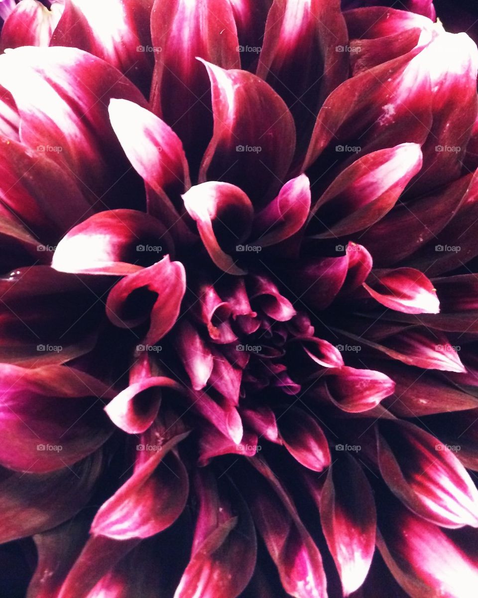 Dark dahlias