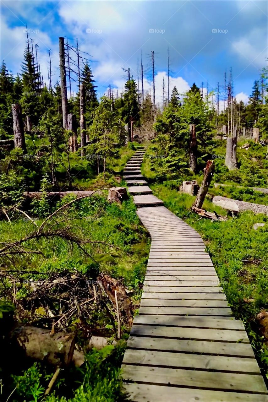 This is a trail leading all around the peat moor in „Harz National Park“ by „Torfhaus“ in „Harz“, „Saxony-Anhalt“ in former „East Germany“, the „DDR“ or „German Democratic Republic“. 2024. Hypnotic Productions
