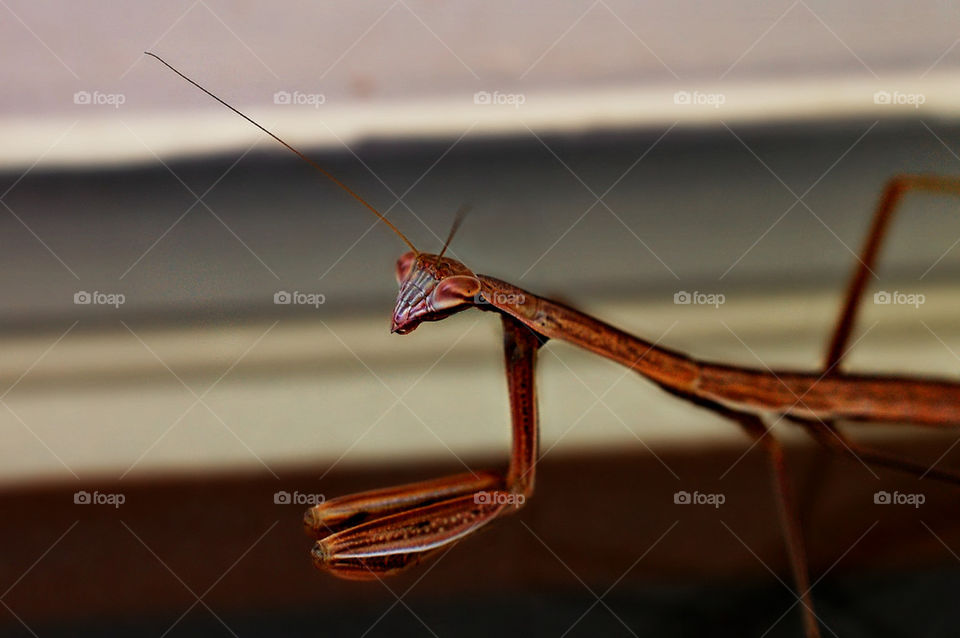 Close-up of brown mantis