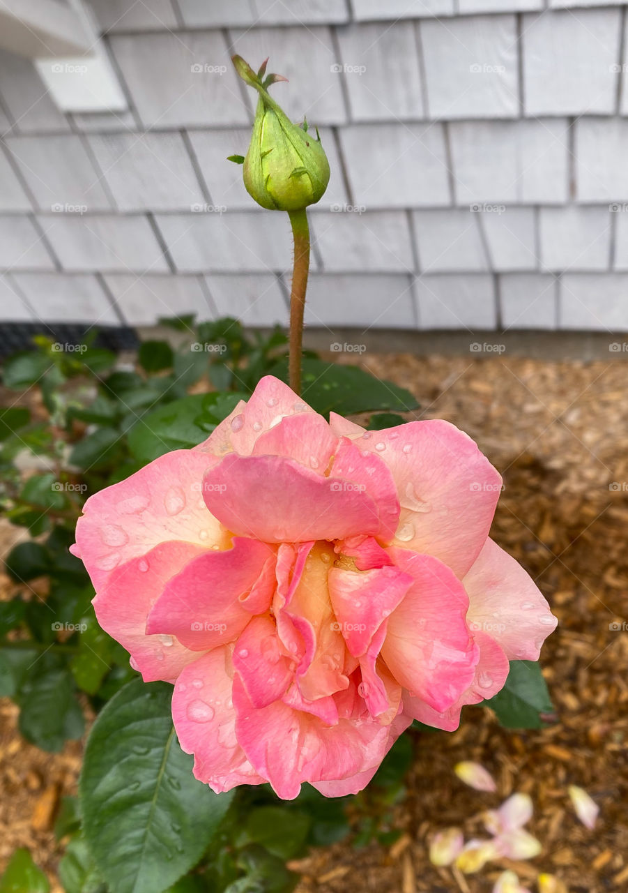 Pink rose in full bloom with a bud behind it.  Water drops lie on the petals. 