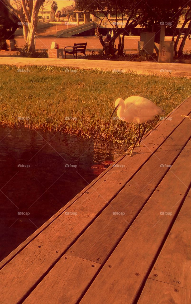 One white big bird walking along wooden
long bench near lake in sunny day#sun#
grass#storck#ornithology