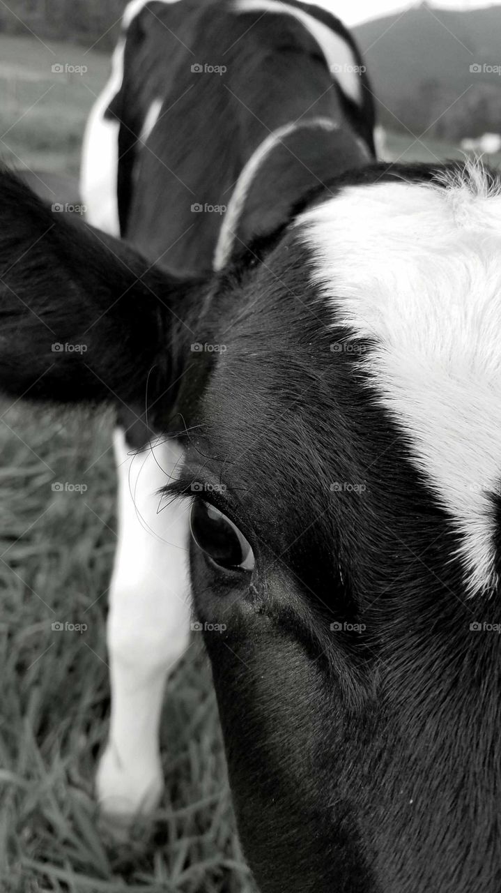 Black and white cow in black and white