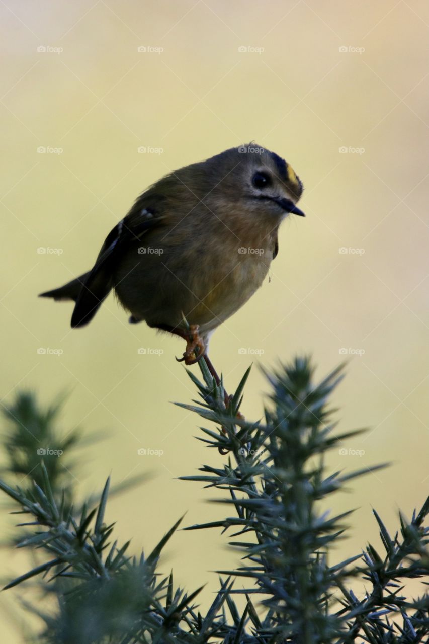Goldcrest 