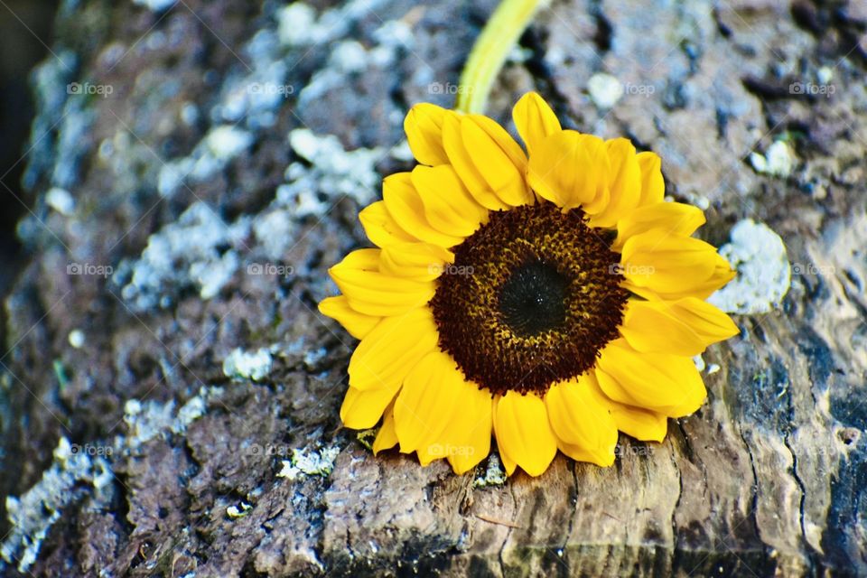 Bright yellow sunflower freshly picked, resting on a log 