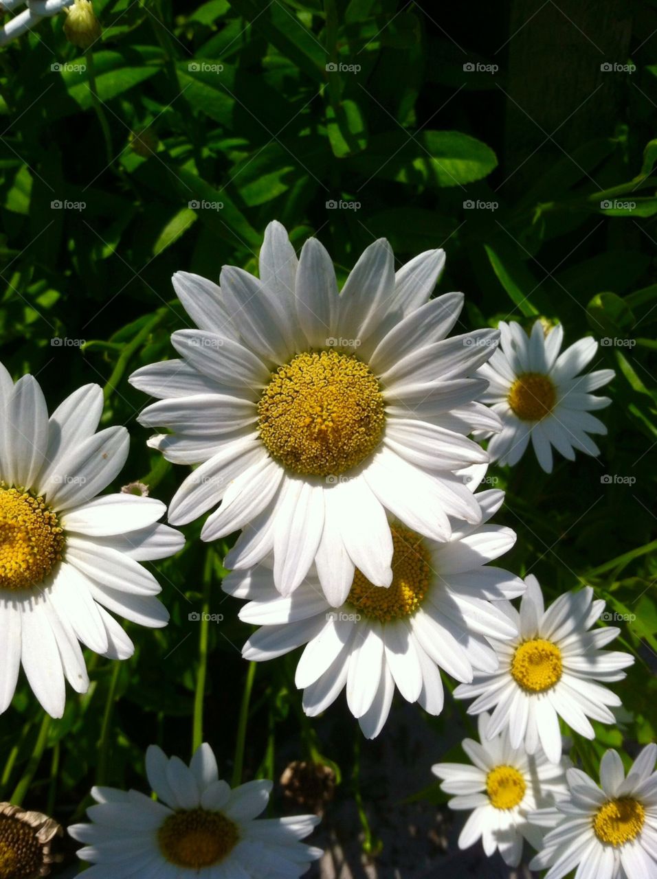 Nature, Flower, Flora, Summer, Garden