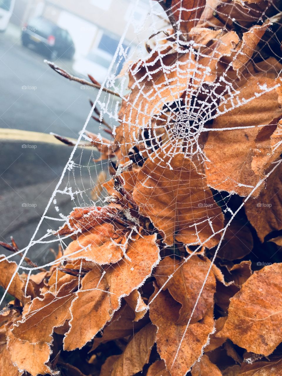 A frozen spiders web from the rain the night before on a dried out bush in the middle of winter 