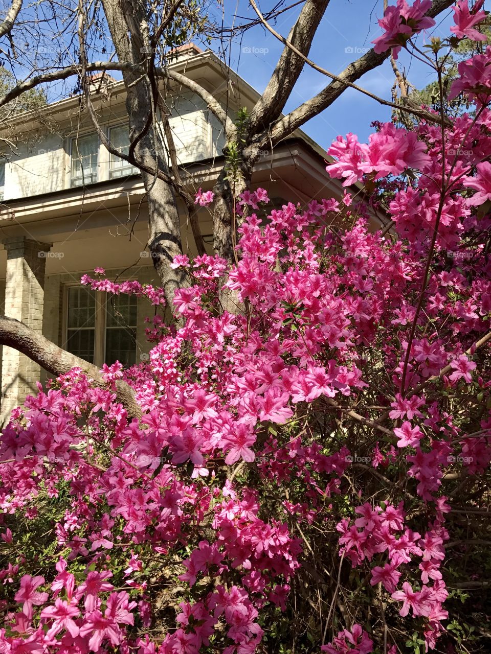 Azaleas in bloom 