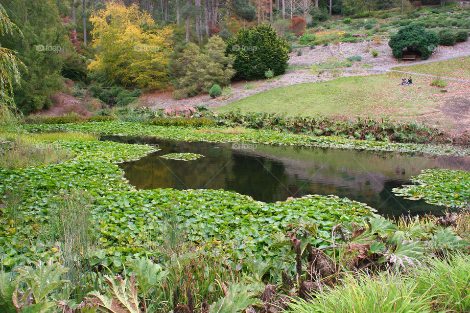 botanical trees pond water by kshapley