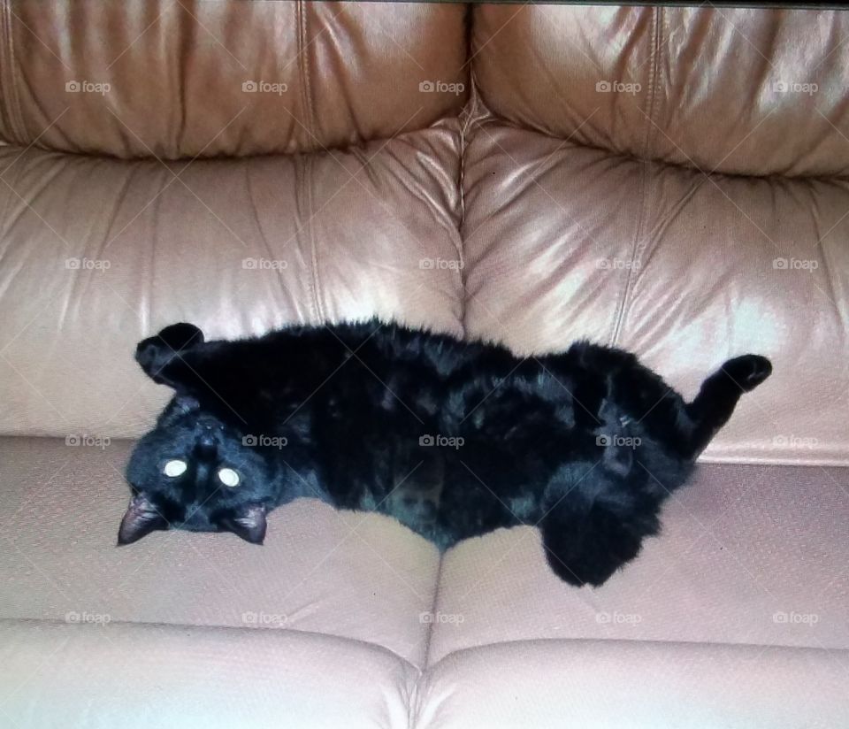Black cat laying upside-down on tan couch.