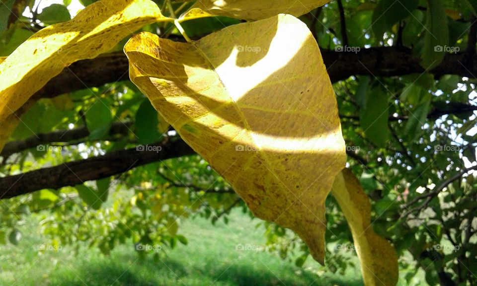 Sad yellow leaf