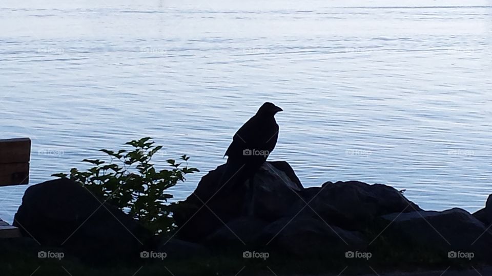 Like a Boss Silhouette. Crow by water in Sitka