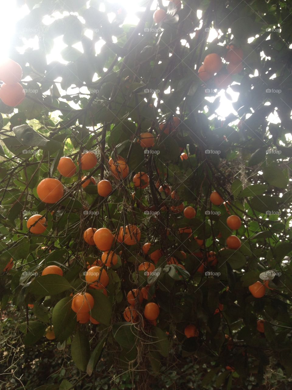 Florida Citrus