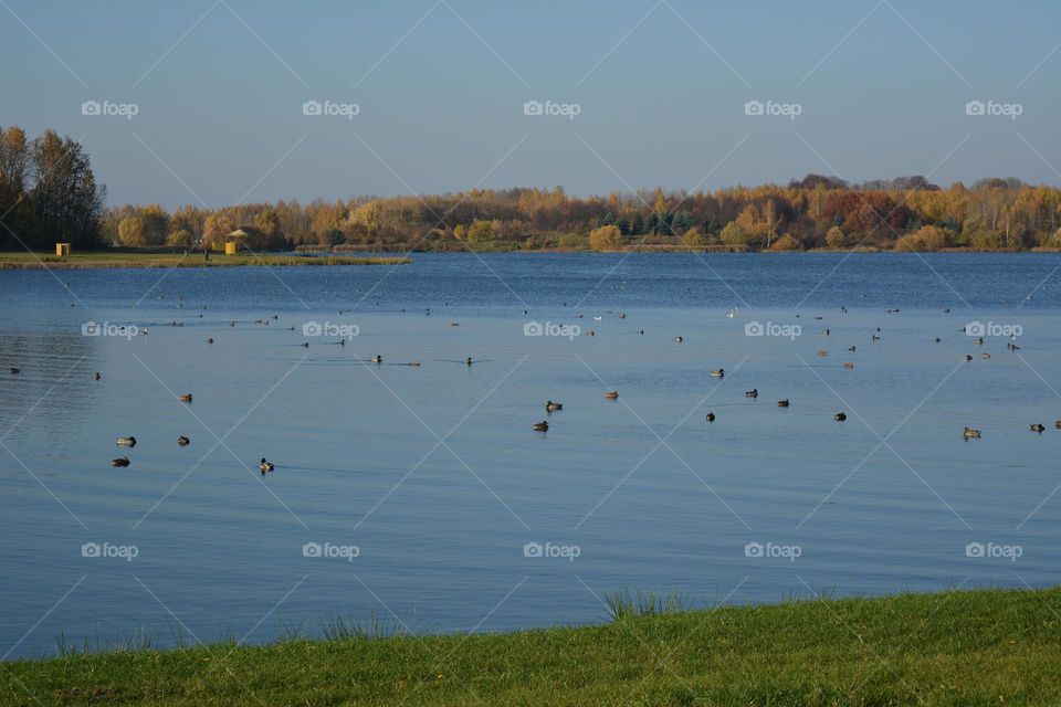 beautiful countryside nature landscape lake and birds