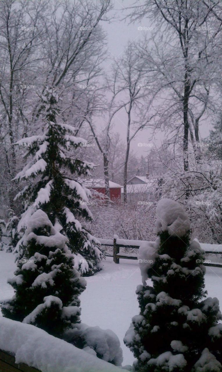 Snowy Day!. Picture I Took Last Winter Outside My House!