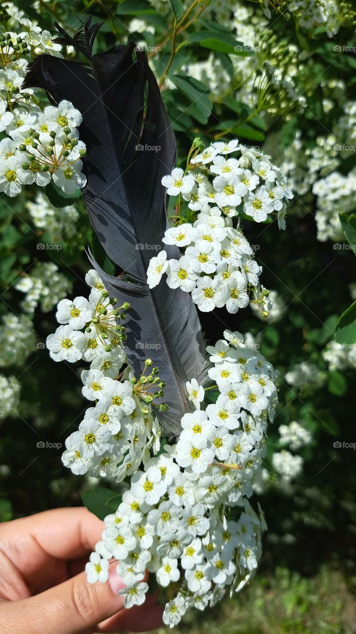 feather and flowers