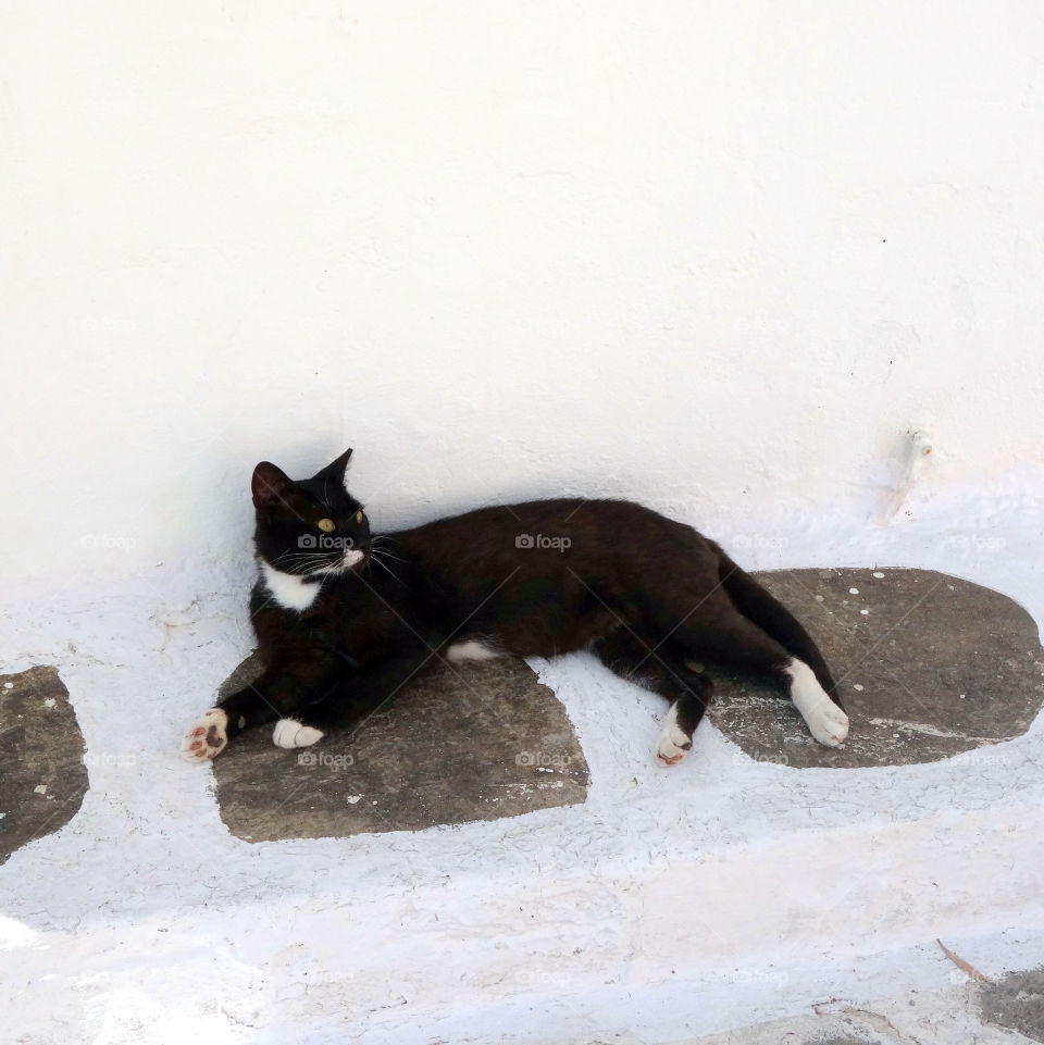 Cat in greek island