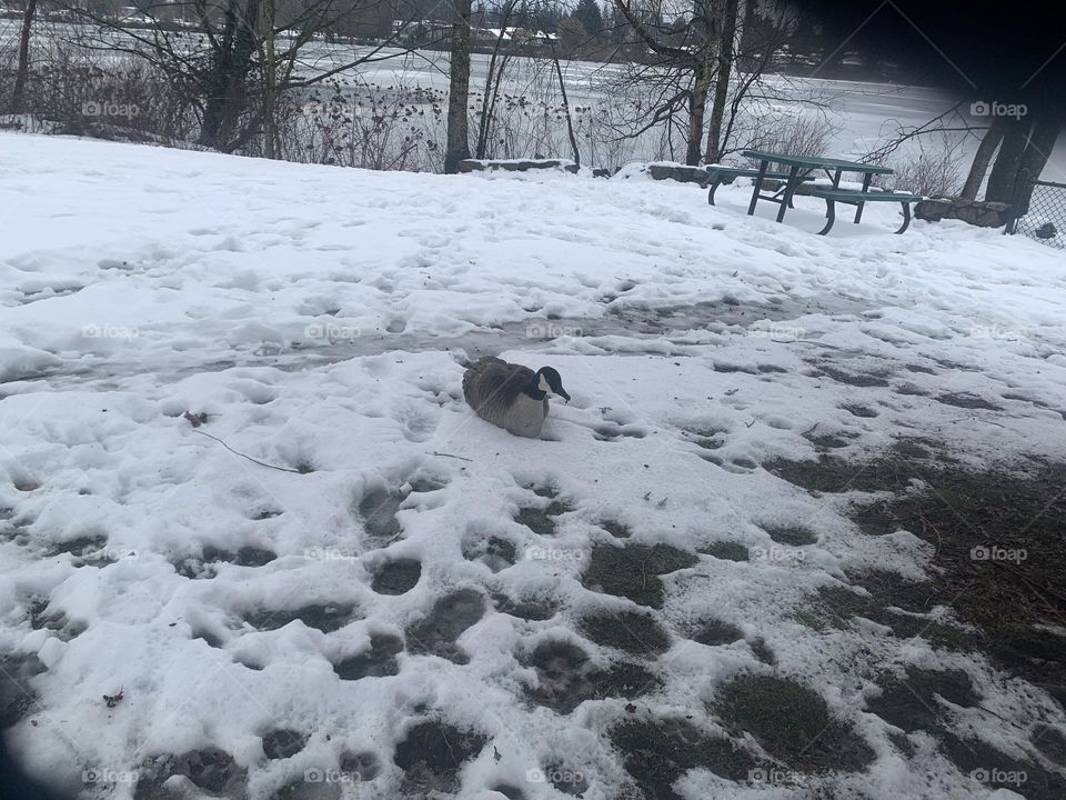 A Canada goose taking it easy on a cold snowy day near a lake