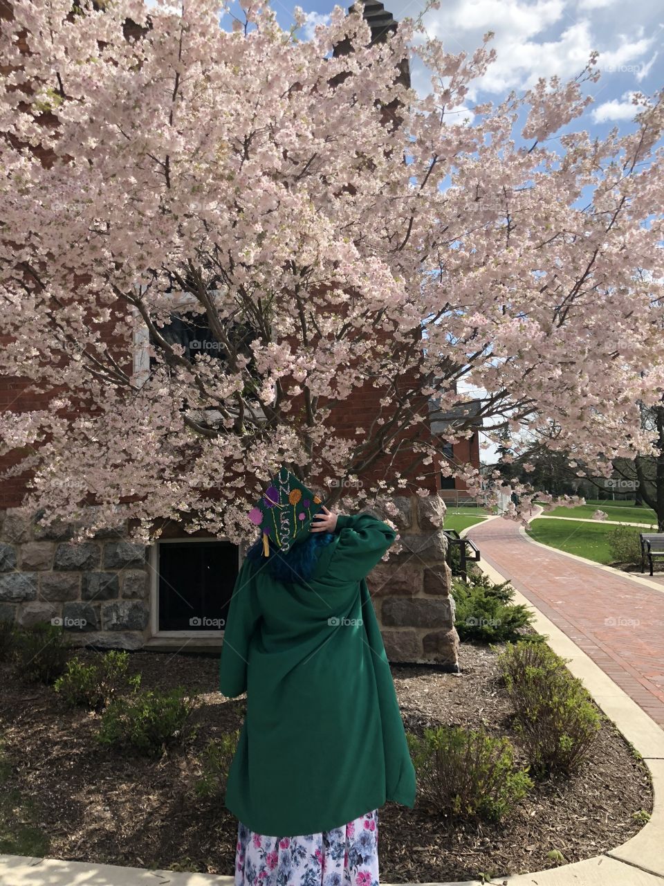 College Graduate in cap and gown looking up at a tree in full bloom at Michigan State University