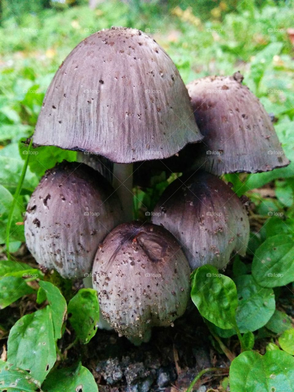 Mushrooms in the woods