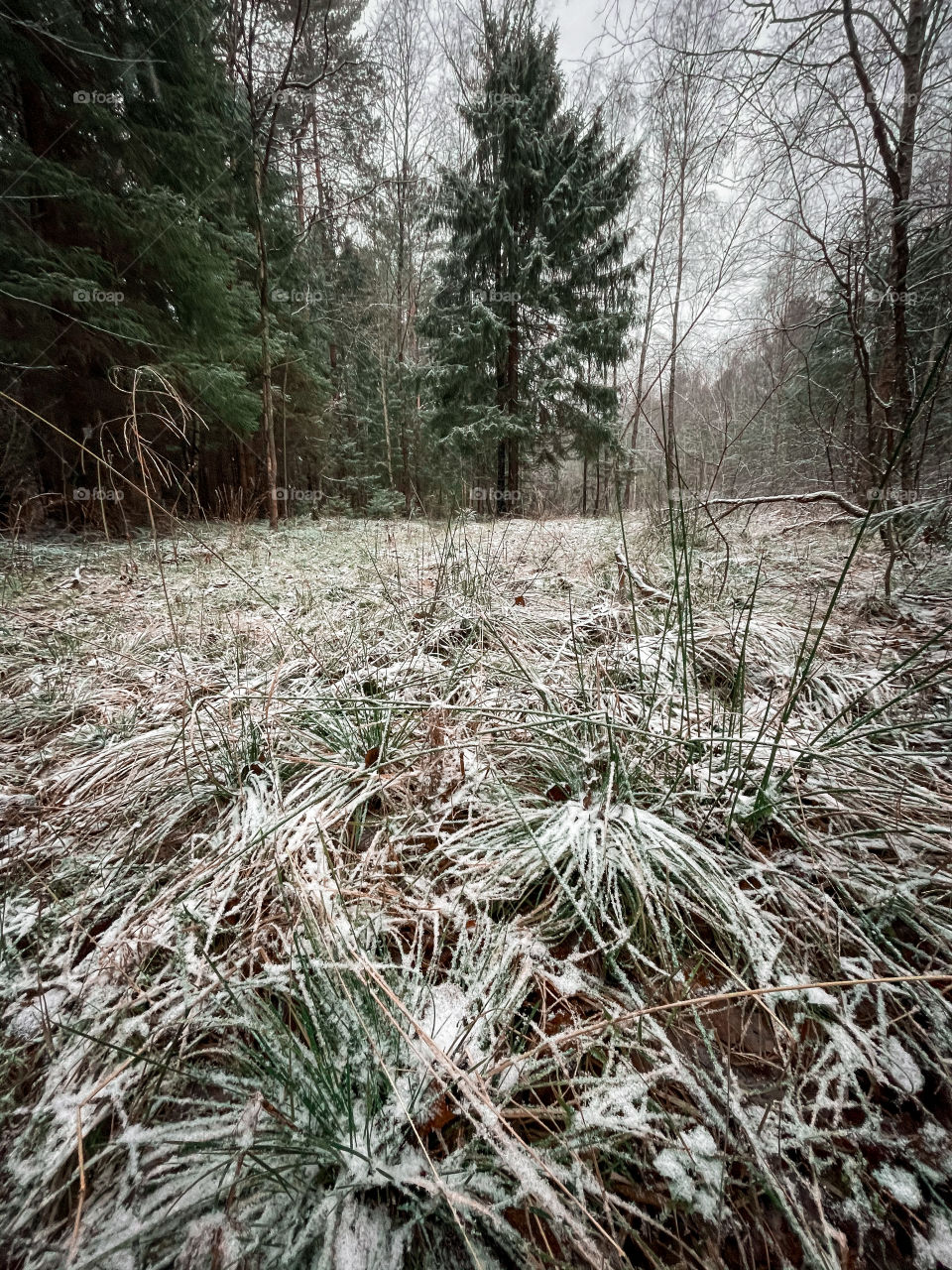 Winter landscape with forest in cloudy December day 