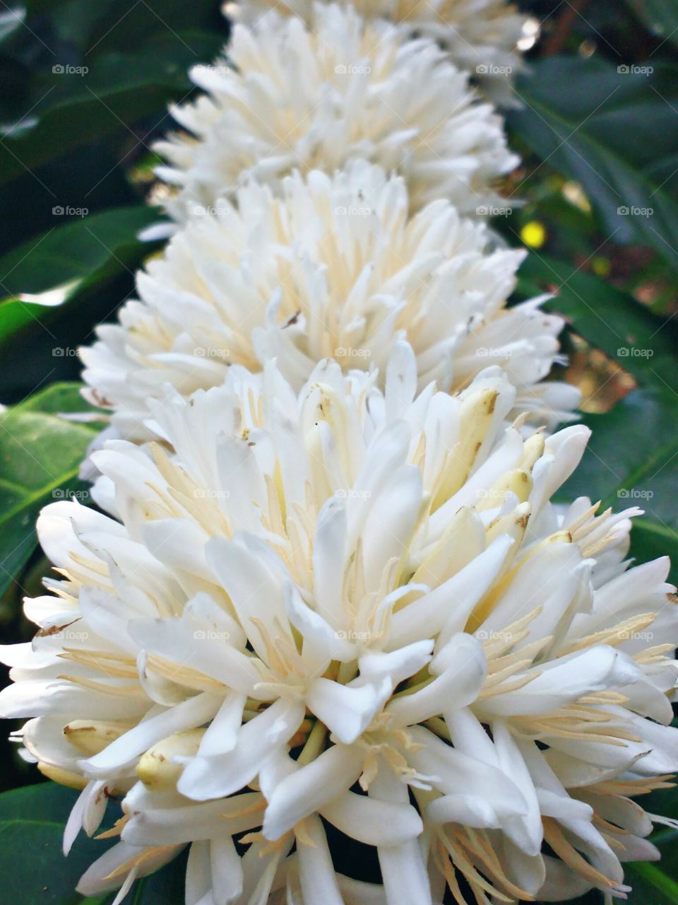 coffee flower