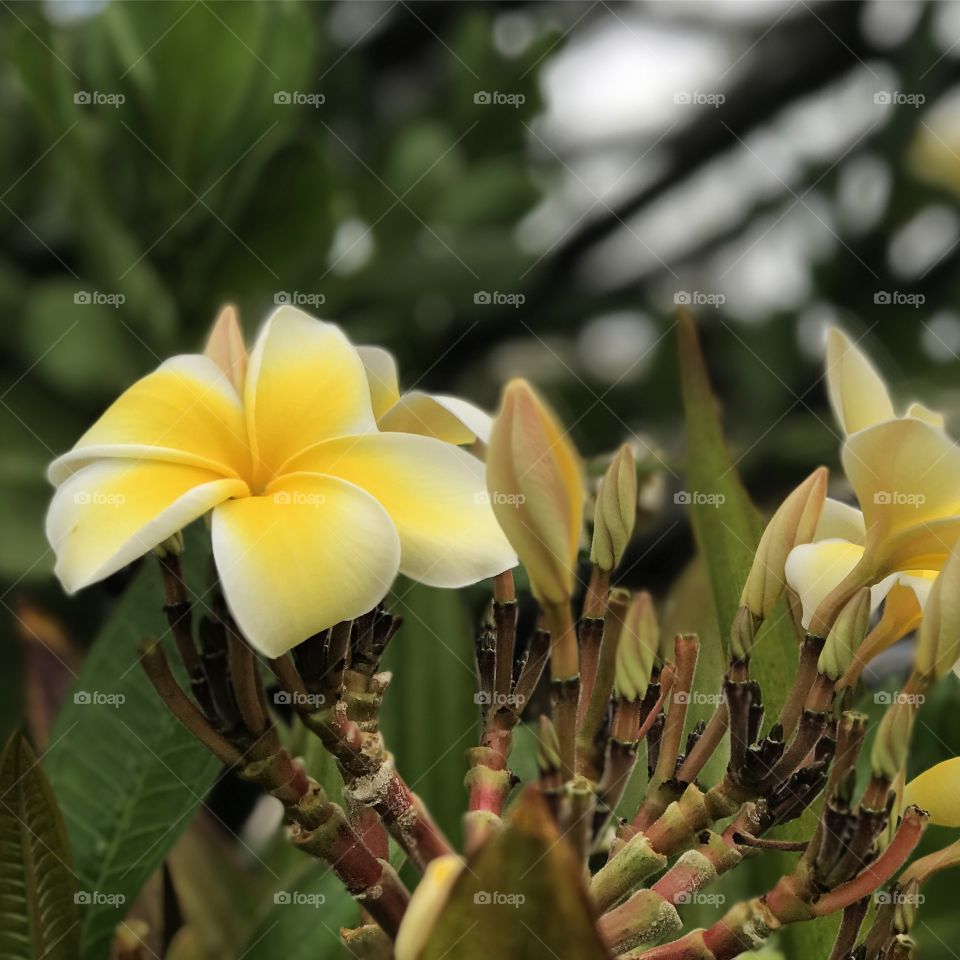 Yellow plumeria 