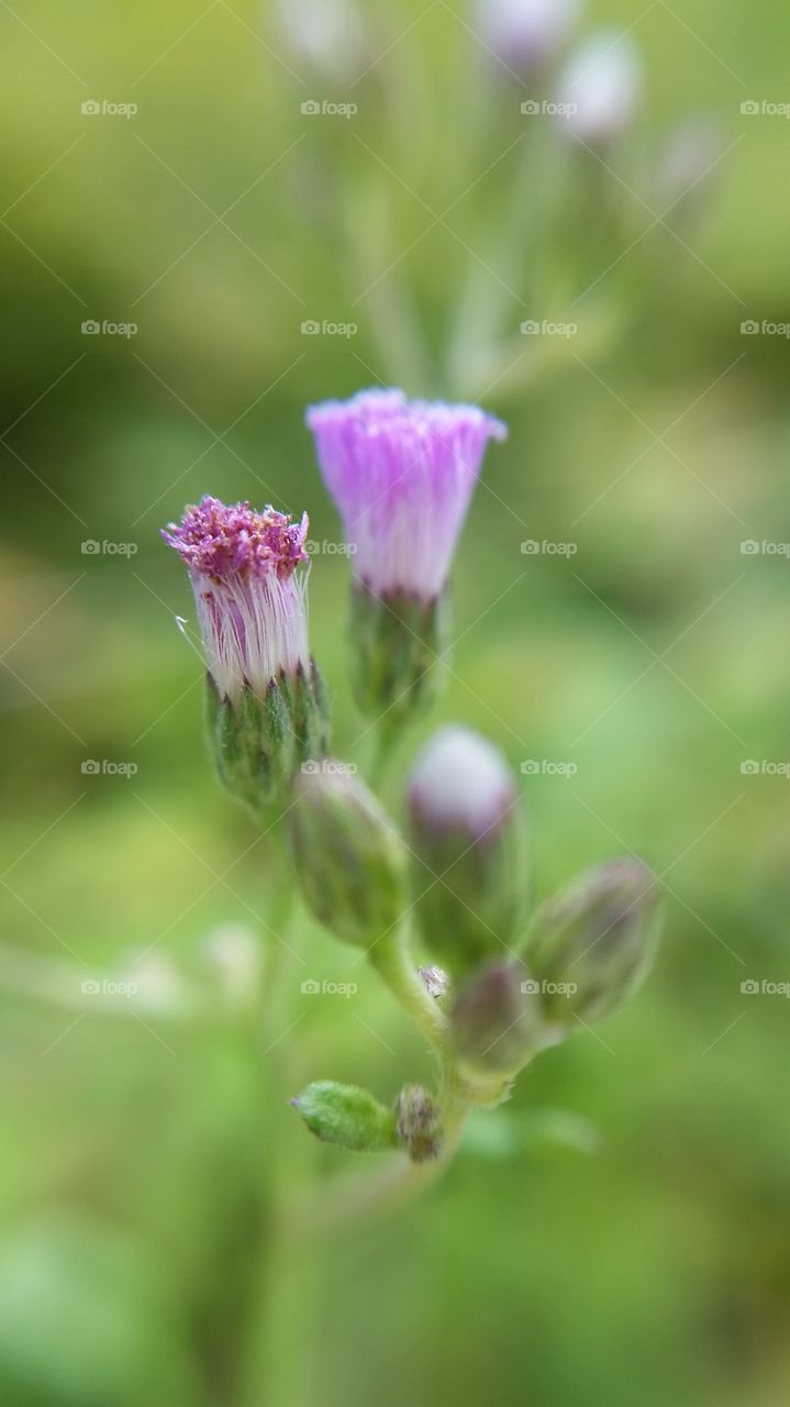 pretty weeds. unwanted but still pretty