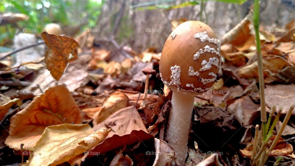 Brown mushroom in a forest